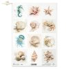 Muszle, małże, ślimak, perła, plaża, ocean, natura, akwarela, konik morski, meduza, jeżowiec, krab, rozgwiazda, fauna*Sea shells, clams, snail, pearl, beach, ocean, nature, watercolor, seahorse, jellyfish, sea urchin, crab, starfish, fauna